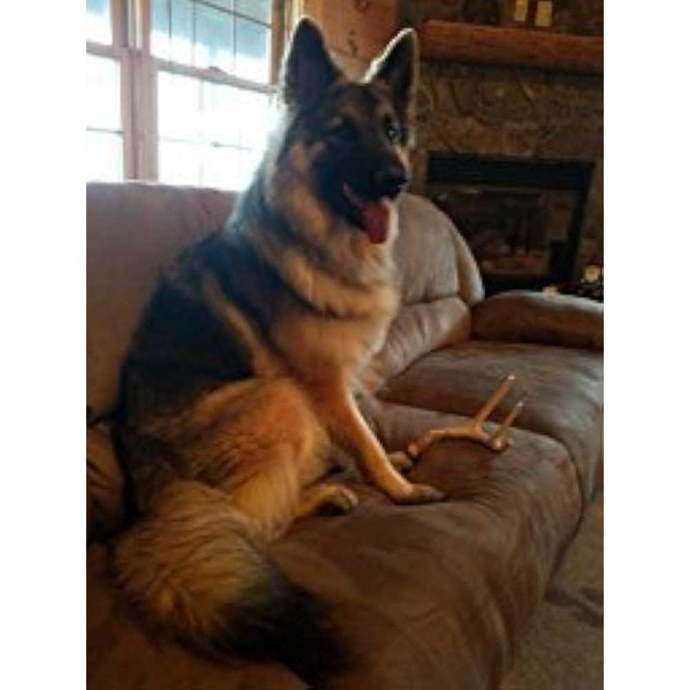 Big Dog Antler Chews Whitetail Deer Antler Dog Chew Medium 8 Inches to 13 Inches Long