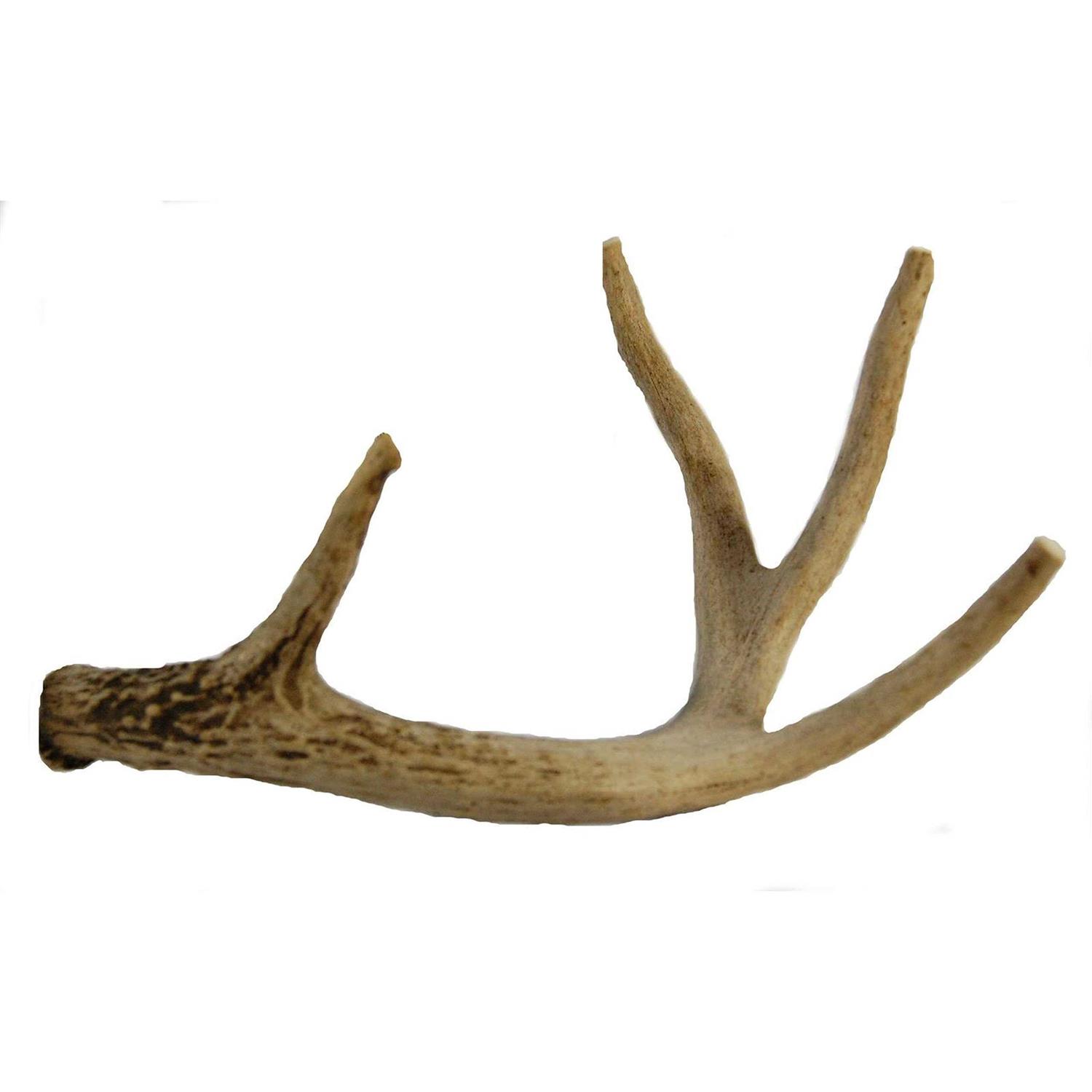 Big Dog Antler Chews Whitetail Deer Antler Dog Chew Medium 8 Inches to 13 Inches Long