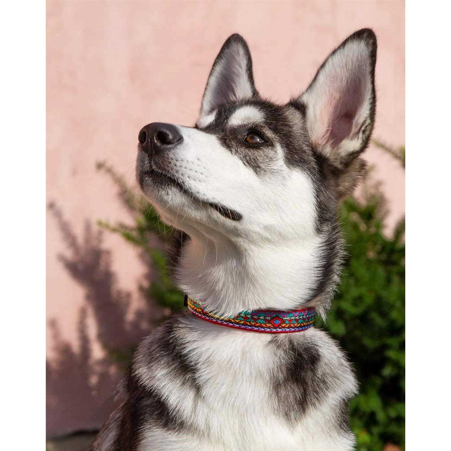 Lupine Dog Collar