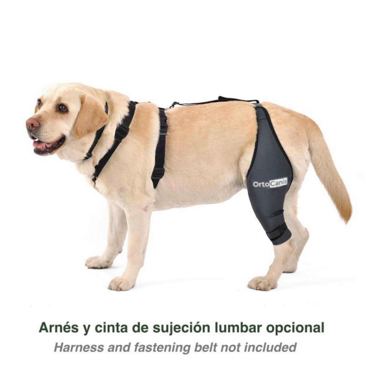 Ortocanis Knee Brace for Dogs with Cruciate Ligament Injuries, Patella Dislocation or Osteoarthritis