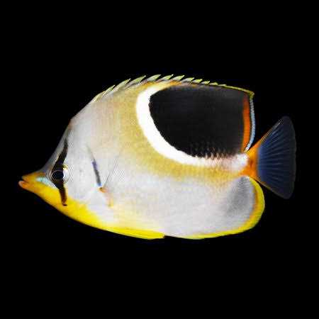 Wild Alaskan Salmon Oil Based Omega 3 Dog Food Supplement