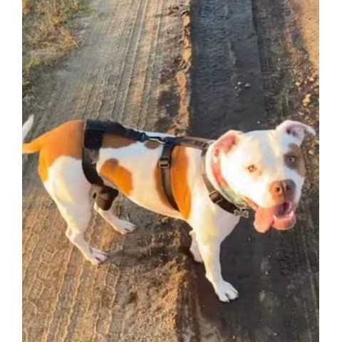 Walkabout Dog & Cat Knee Brace