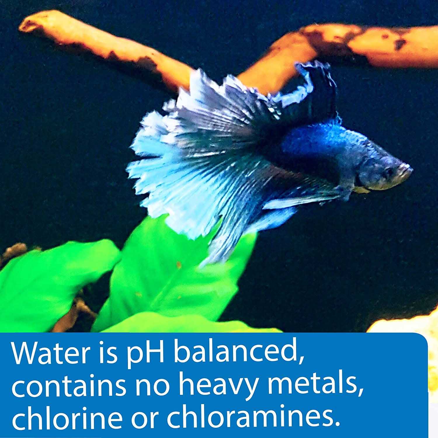API Betta Water