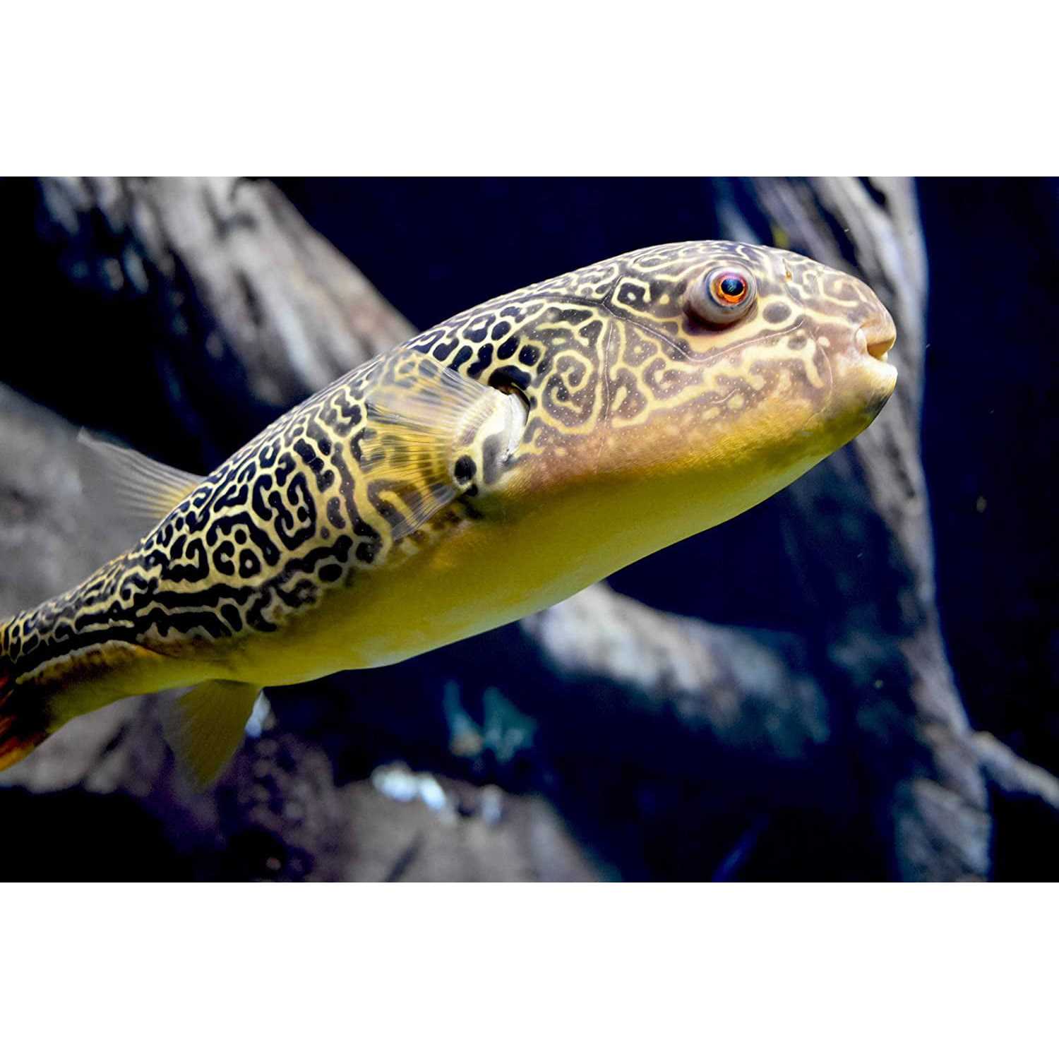 Seachem Malawi Victoria Buffer