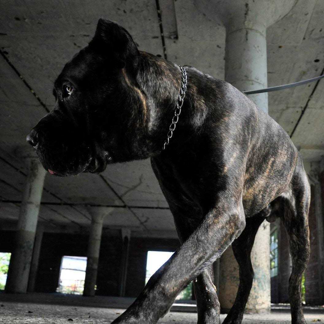 Coastal Pet Herm Sprenger Steel Choke Dog Collar 2.5mm