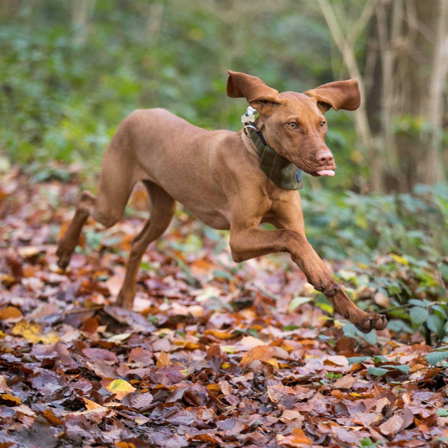 HUGO & HUDSON Tweed Dog Collar with Metal Buckle