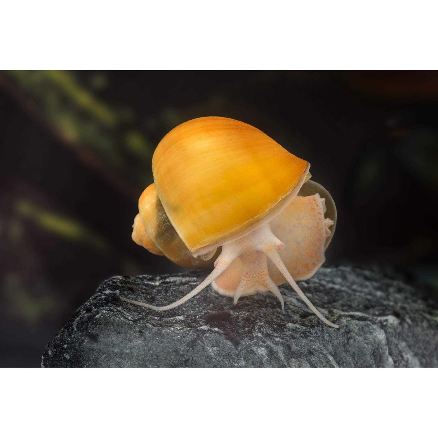 AQUATICBLENDEDFOODS ABF Aquatic Freshwater Snail Food Mix #2 with Calcium