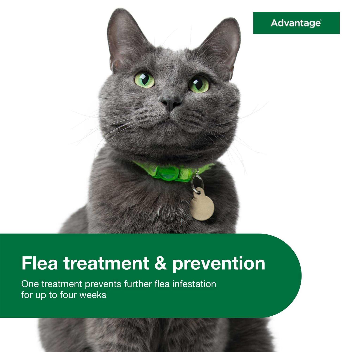 Advantage Topical Flea Prevention for Large Cats