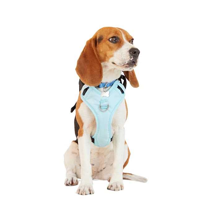 EveryYay Teal Crash Test Dog Harness