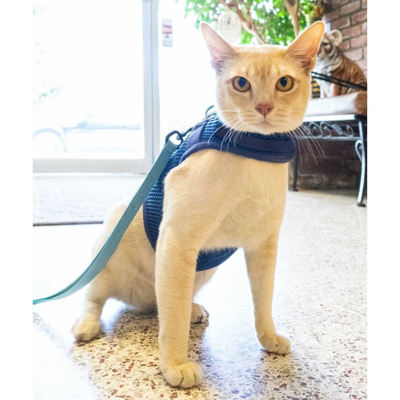 Sleepypod Martingale Cat Harness