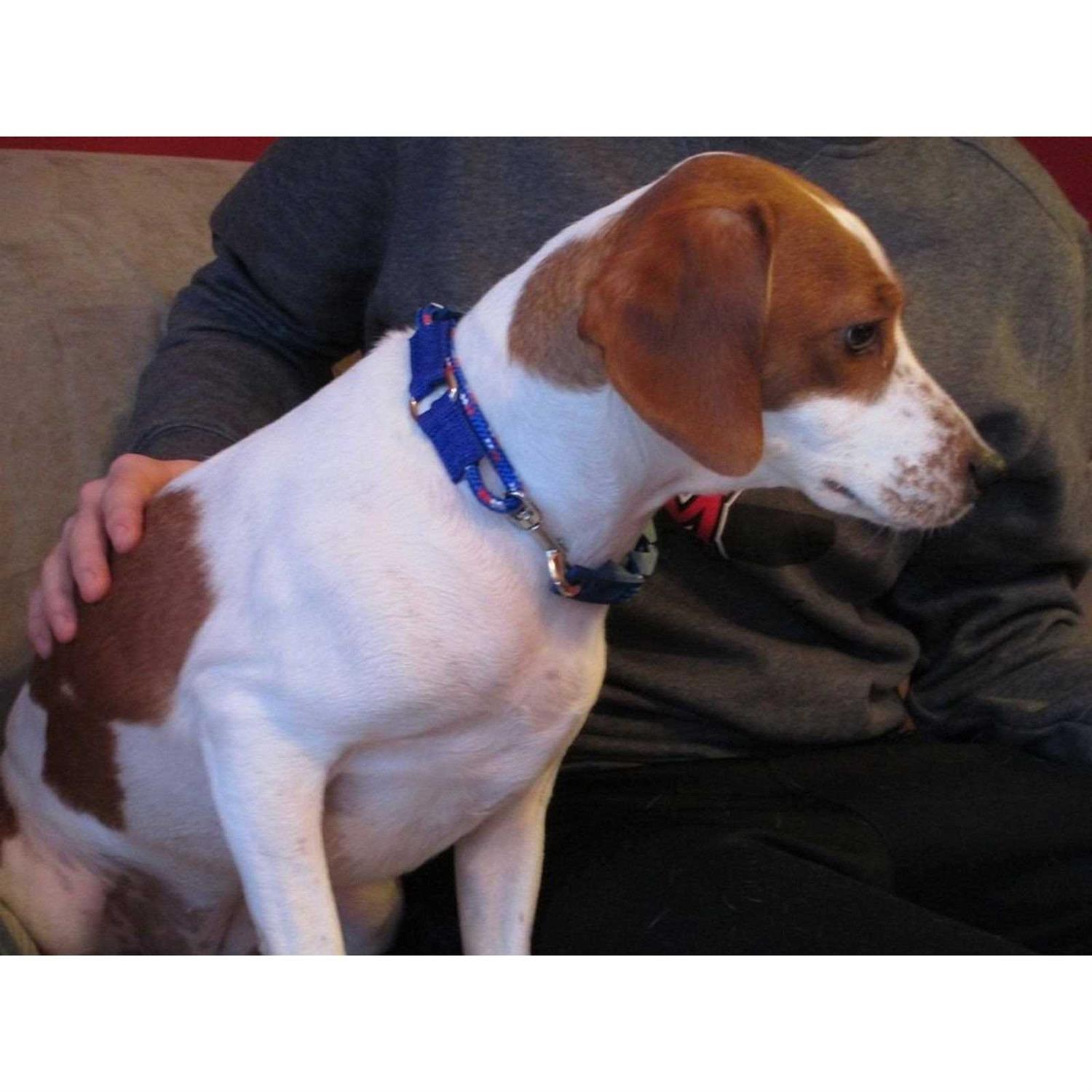 The Perfect Dog Command Training Dog Collar