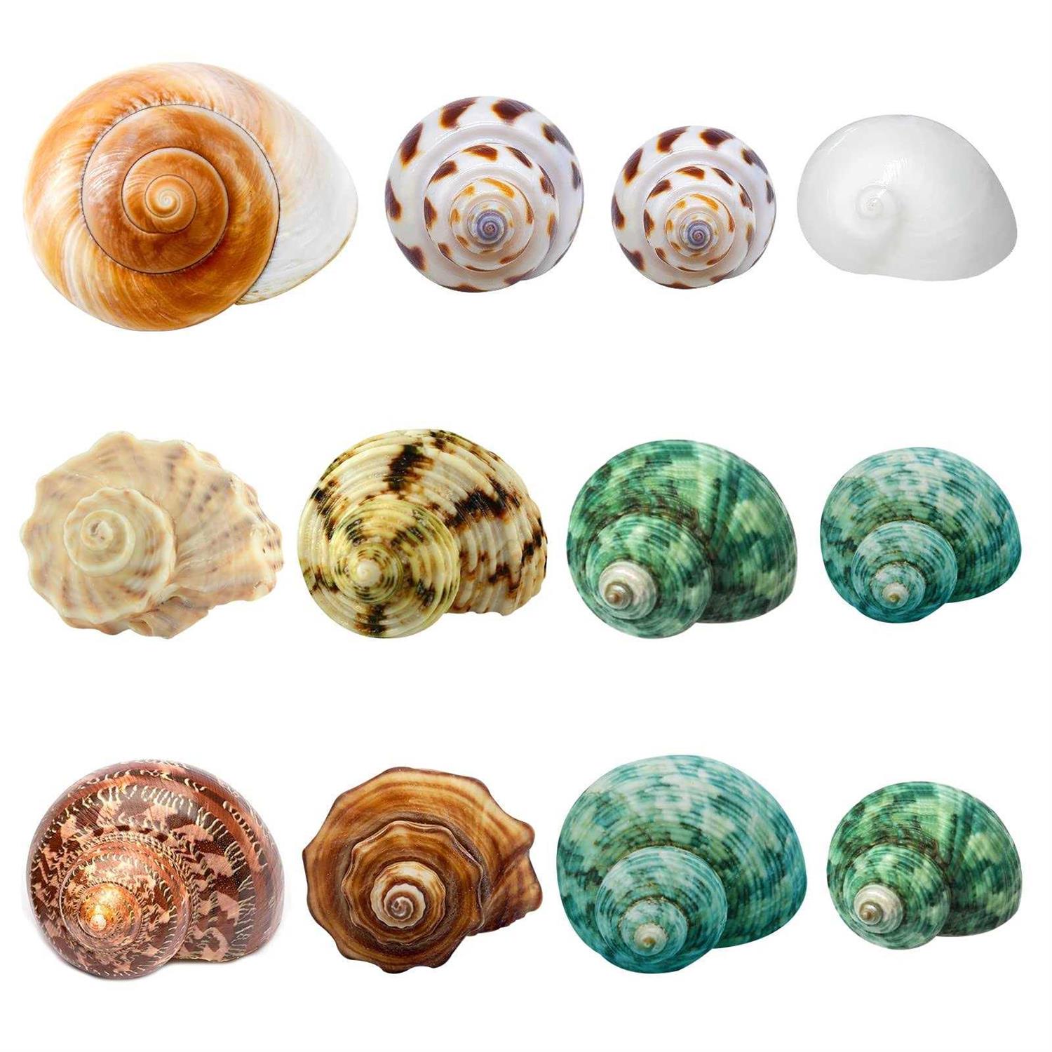 Giftvest Hermit Crab Shells Medium and Large 12PCS Growth Turbo Seashells Size 1.4-3.2 for Small Medium and Large Crabs