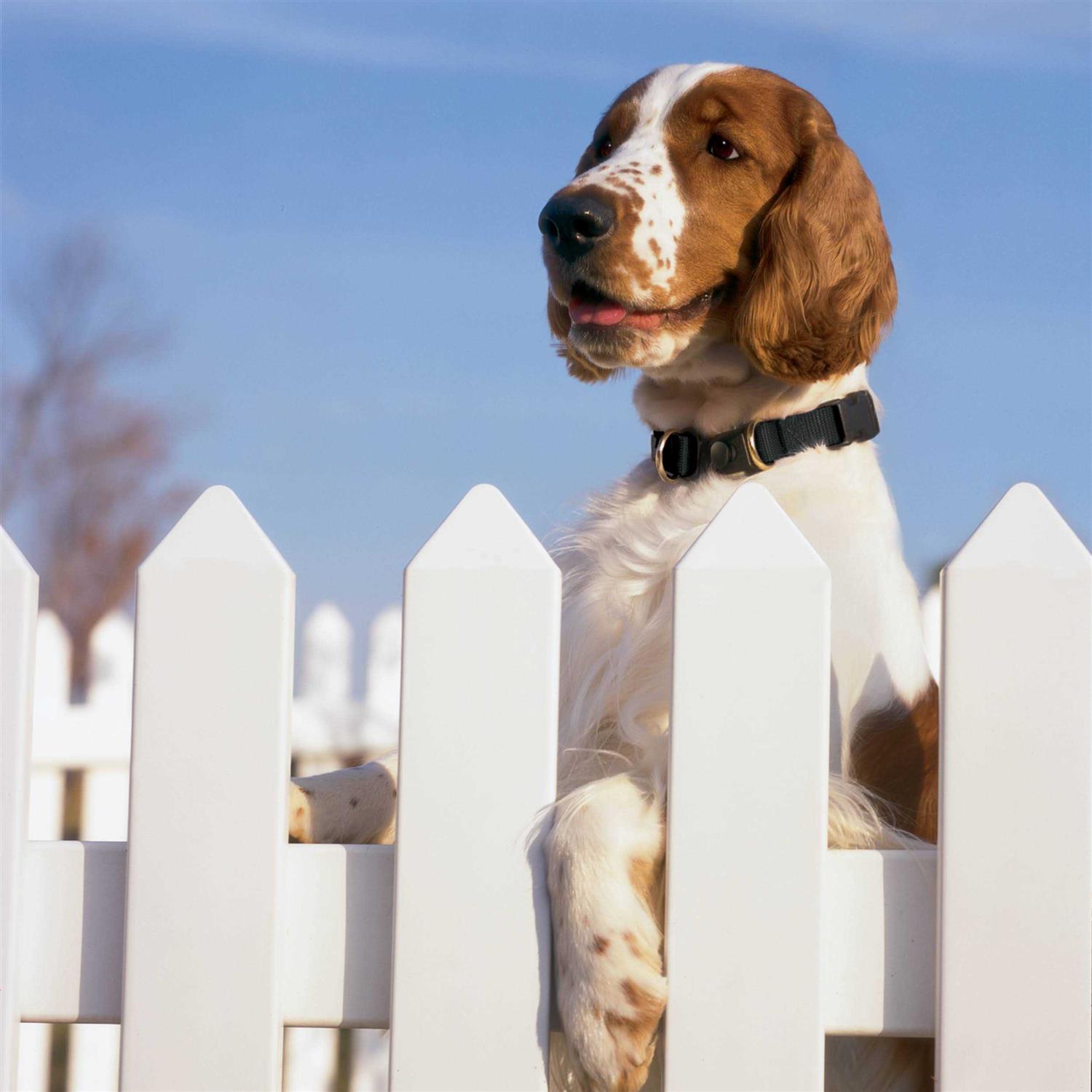 PetSafe Keepsafe Break-Away Dog Collar