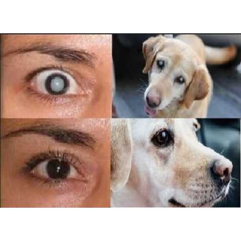 Cataract Eye Drops 4% NAC. Strongest anywhere.Proven on People & Pets. 2 x 10ml