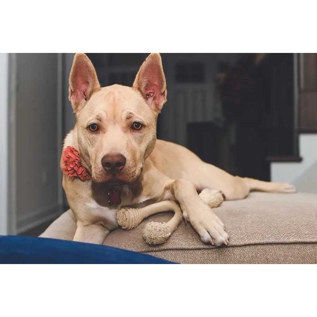 BetterBone Tough Dog Chew Beef