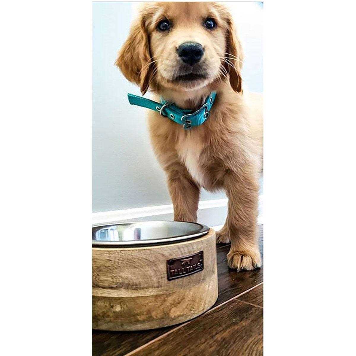 Tall Tails Wood Designer Dog Bowl