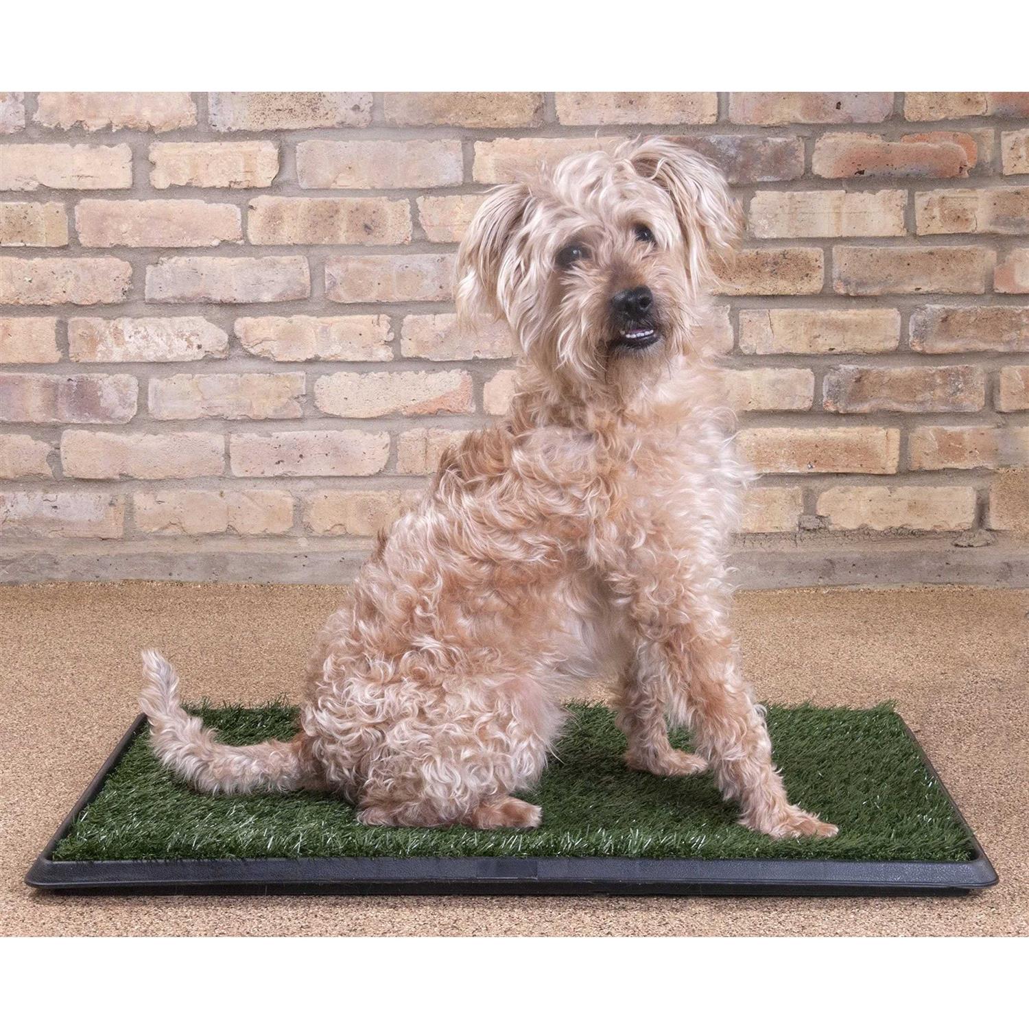 Downtown Pet Supply Dog Grass Pad with Tray, 20 x