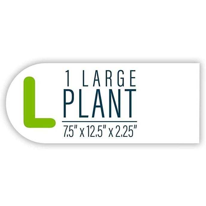 GloFish Aquarium Plant Mangrove