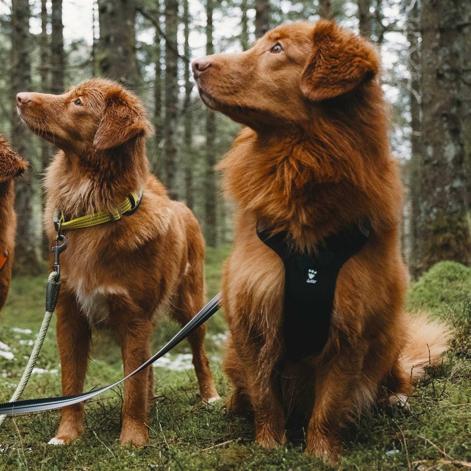 Hurtta Weekend Warrior Dog Harness