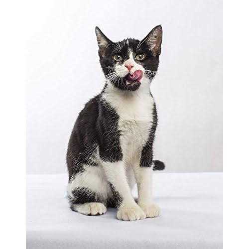 Nulo Freestyle Indoor Cat Food Premium Grain-Free Dry Small Bite Kibble