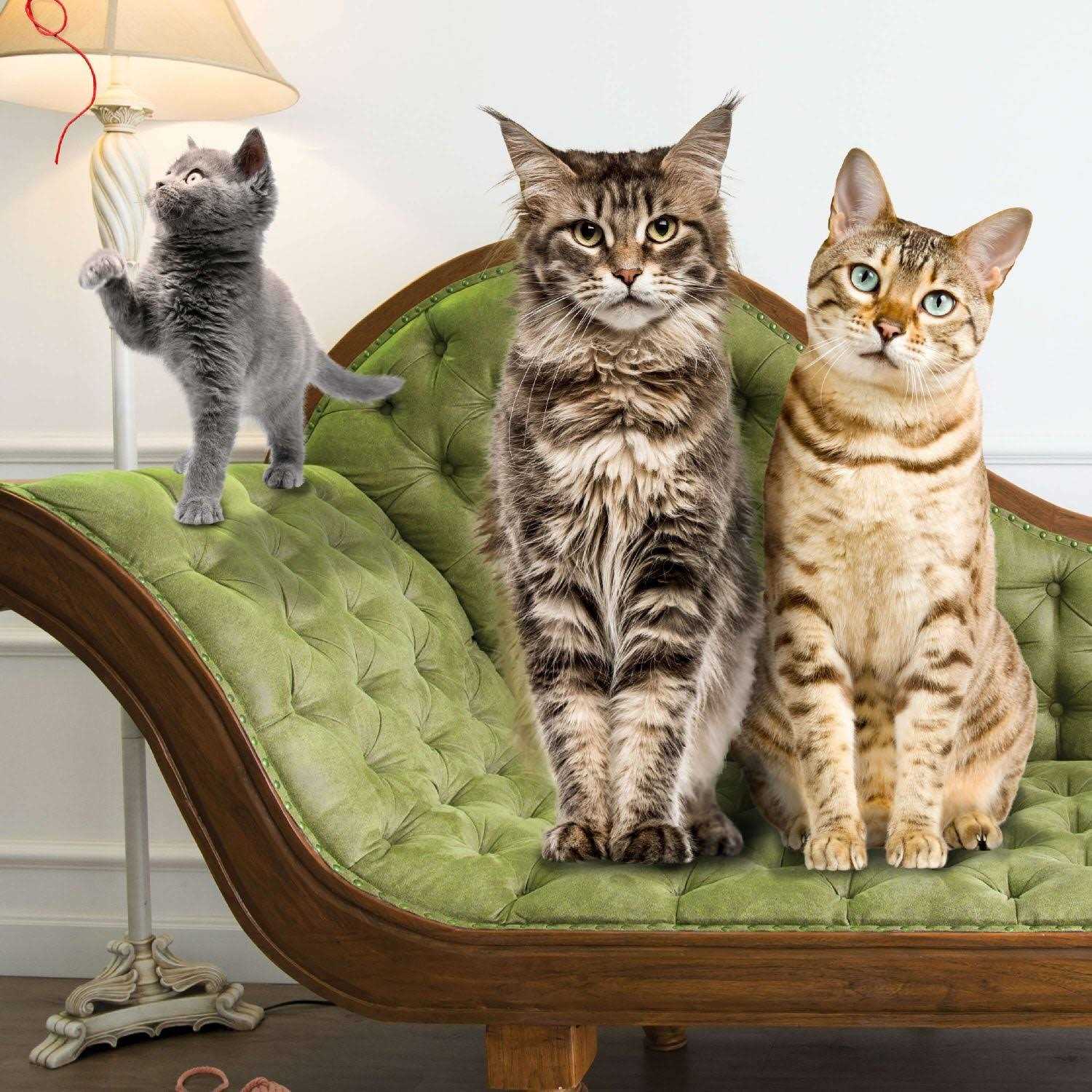 Fromm Gold Cat Food