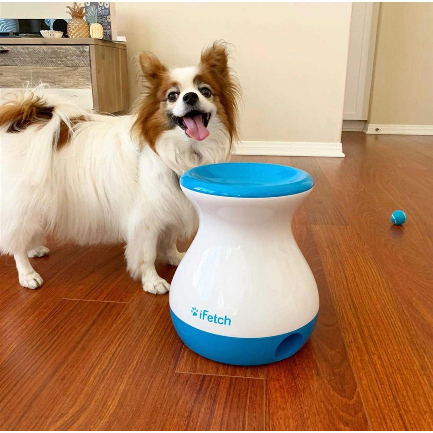 iFetch Frenzy Dog Toy