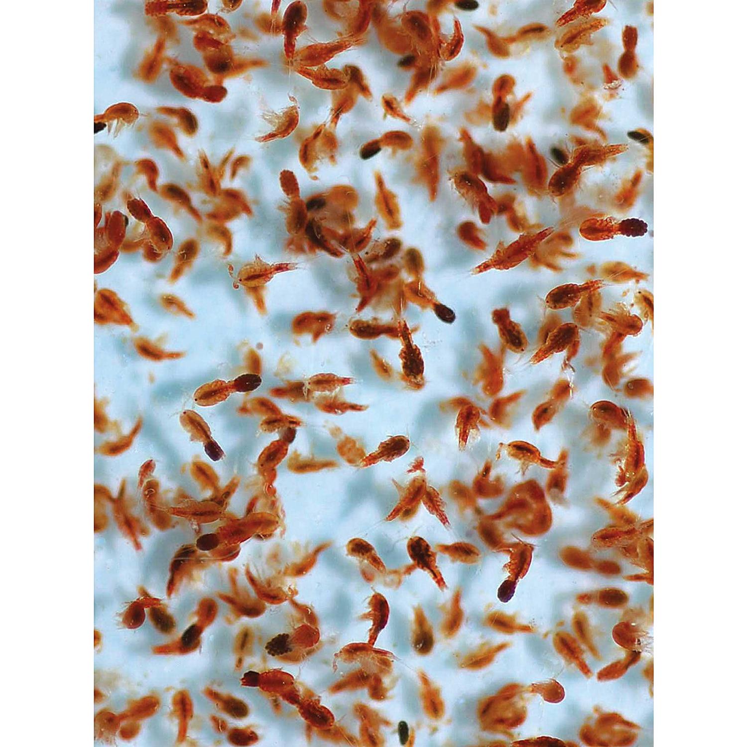 Reef Nutrition Tigger Pods