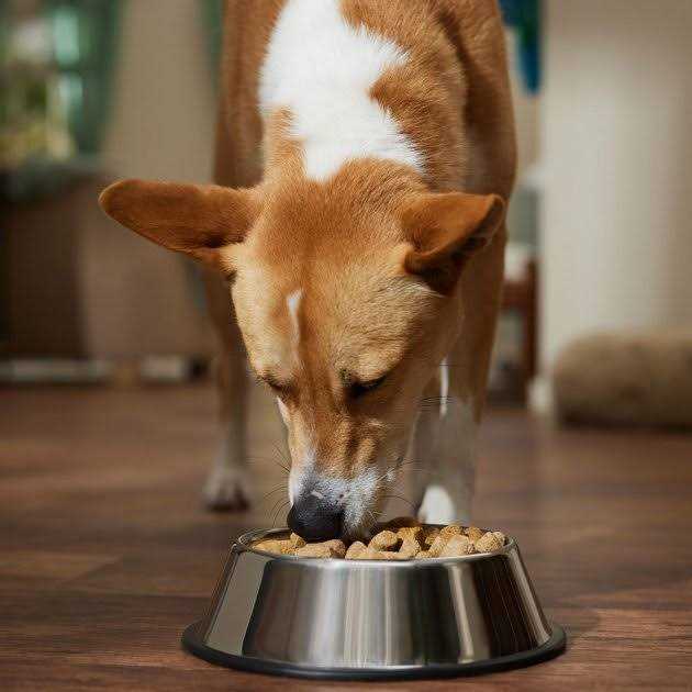 Stella & Chewy’s Solutions Digestive Boost Beef Freeze-Dried Dog Food