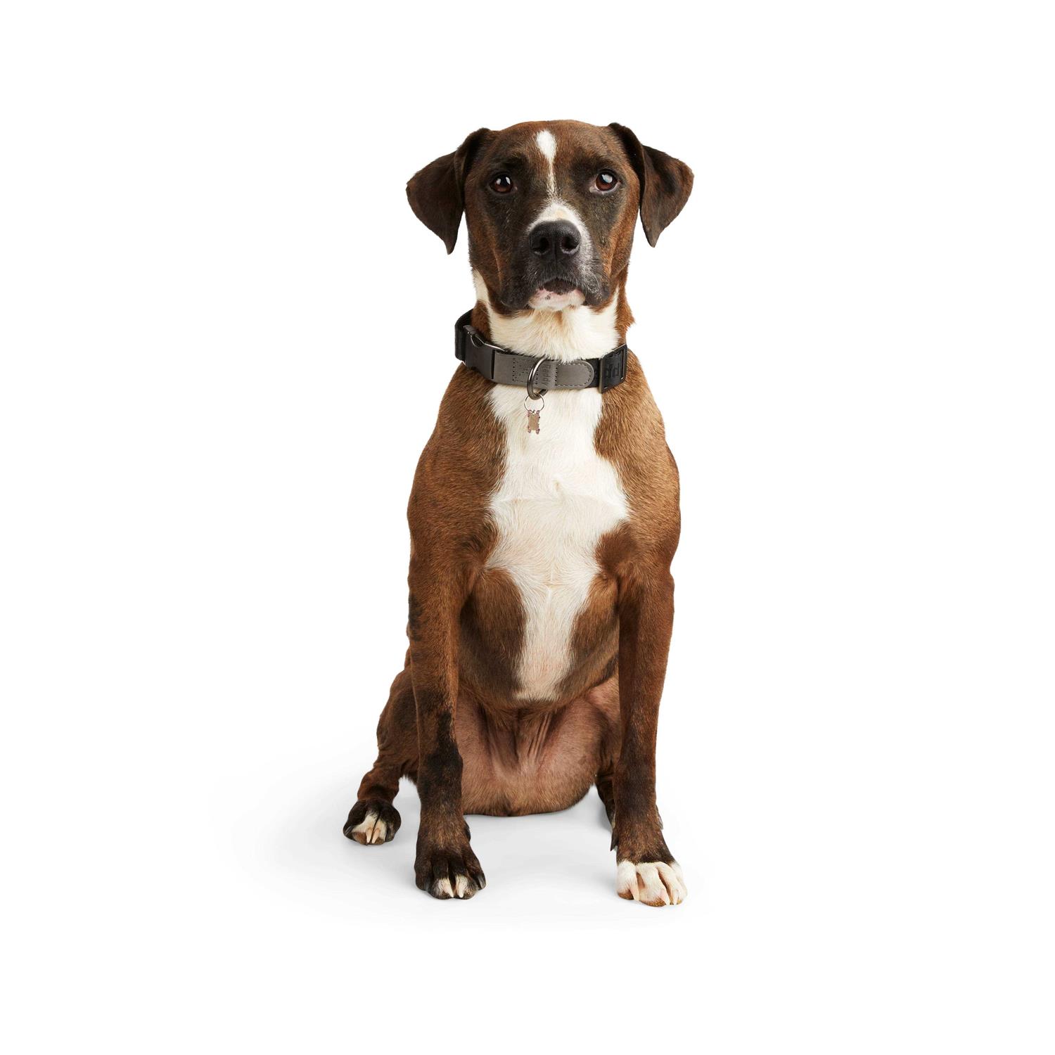 Reddy Dog Collar Jacquard