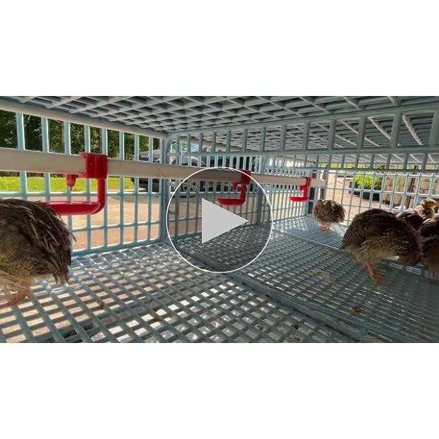 Quail Cage 2 Section Jumbo Quail Cimuka