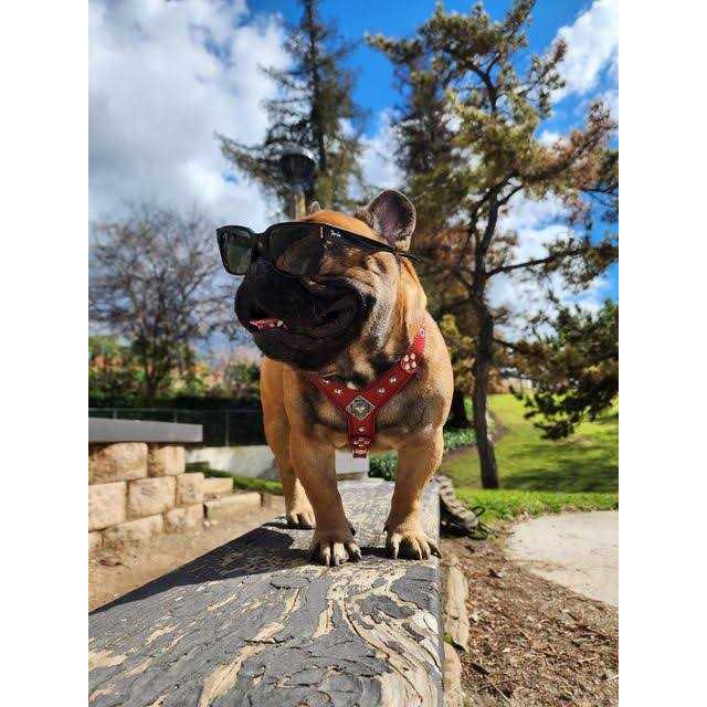 Bestia EROS Dog Leather Harness