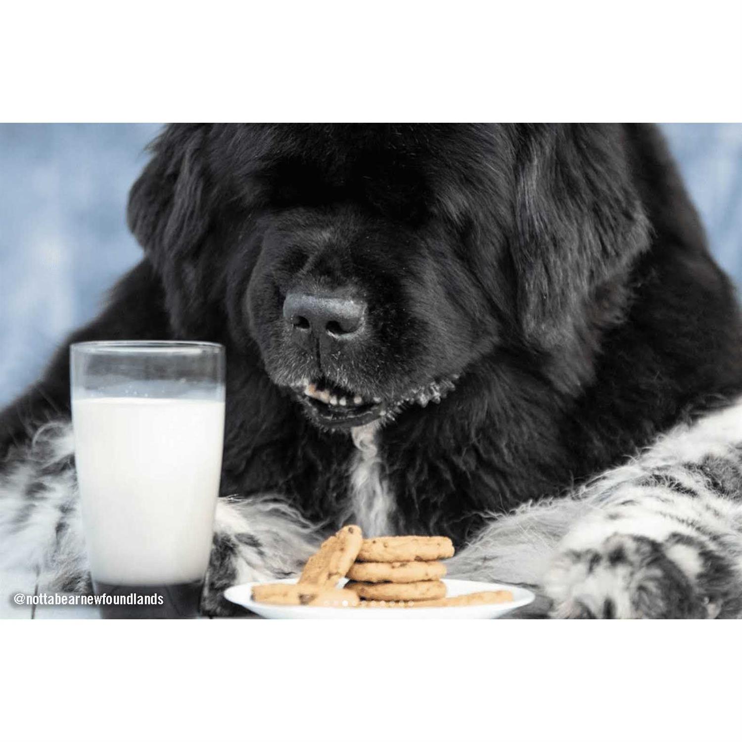 Three Dog Bakery Cookies Dog Treats with Carob Flavored Chips