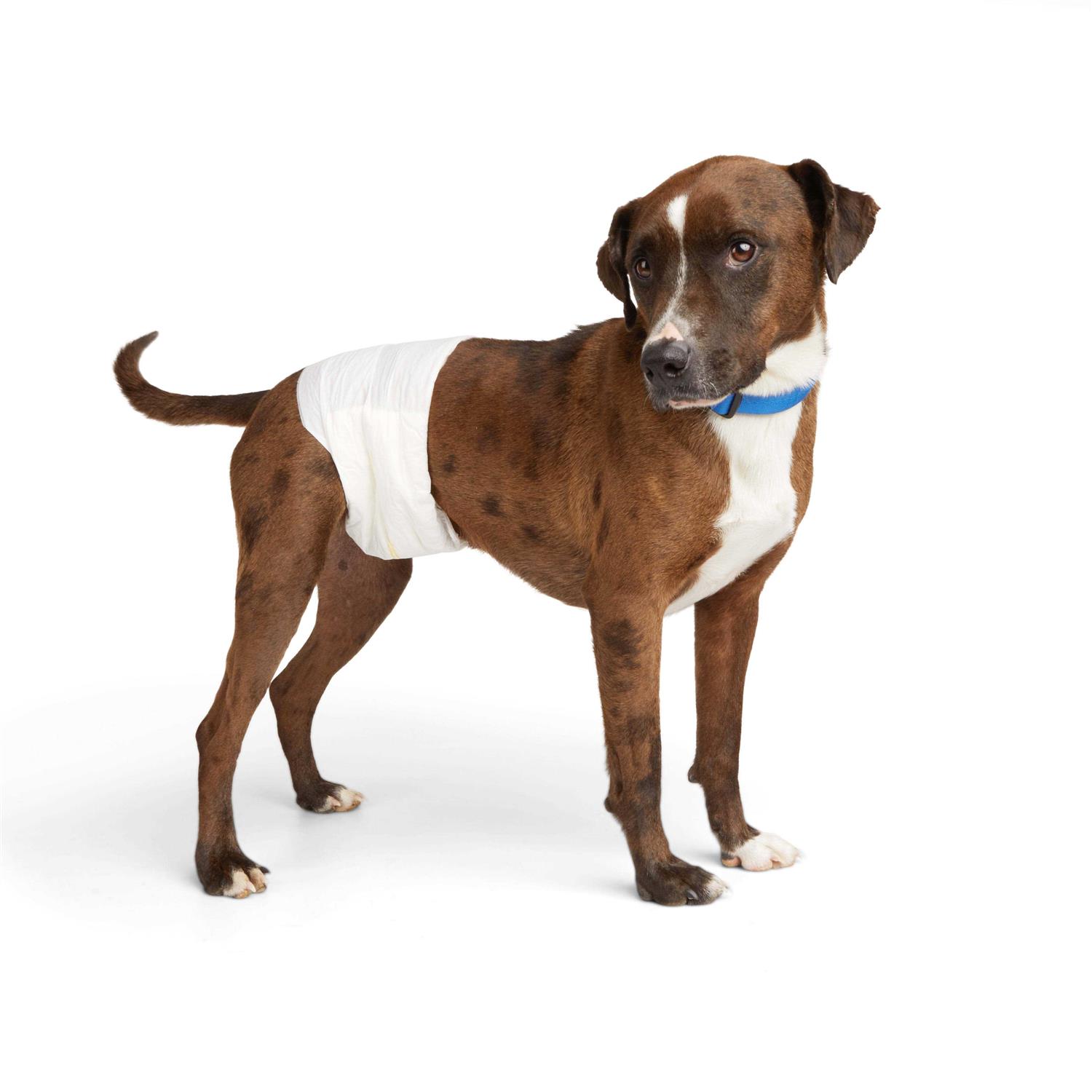 So Phresh Leak Guard Disposable Wrap For Male Dogs