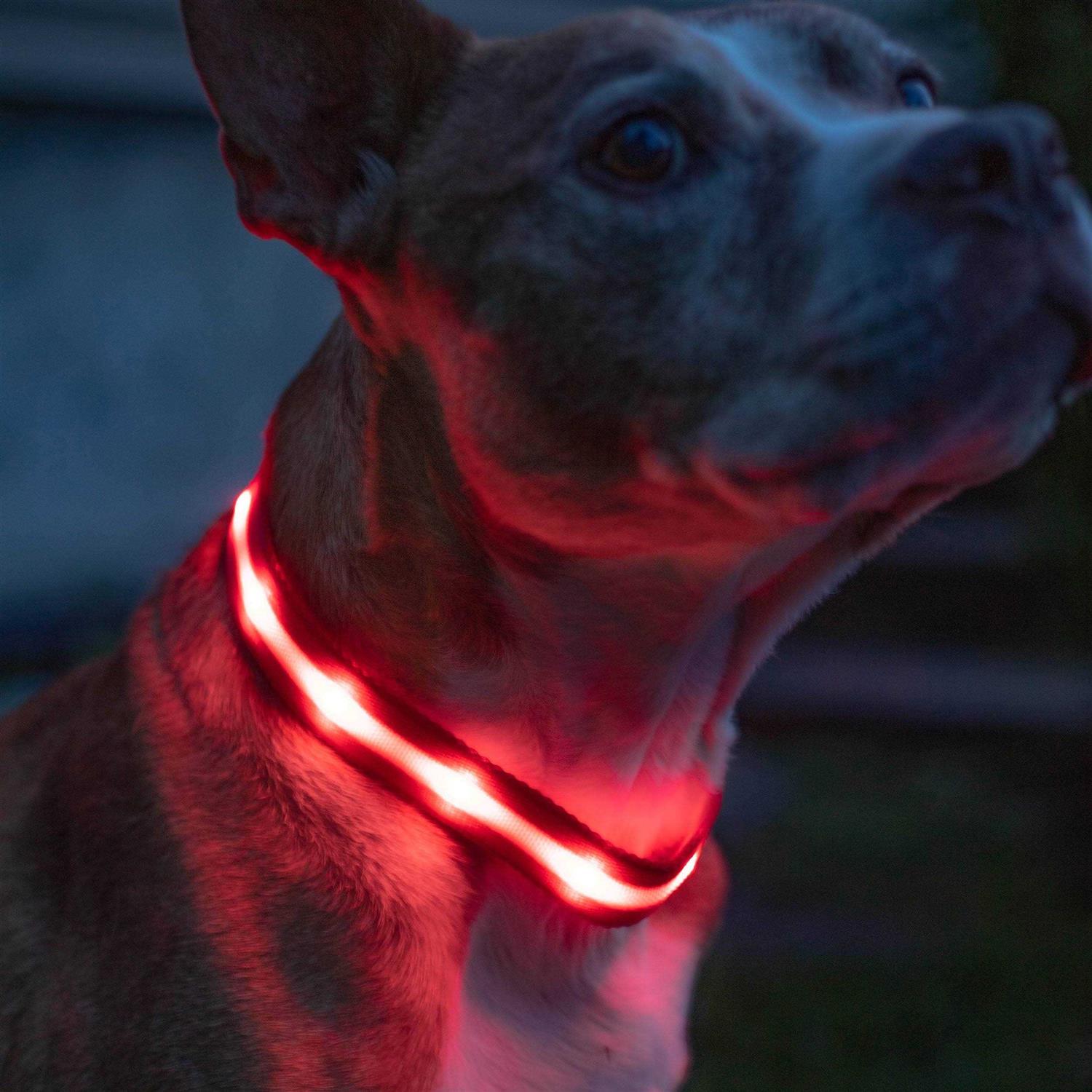 Blazin LED Light Up Dog Collar 1,000 Feet of Visibility