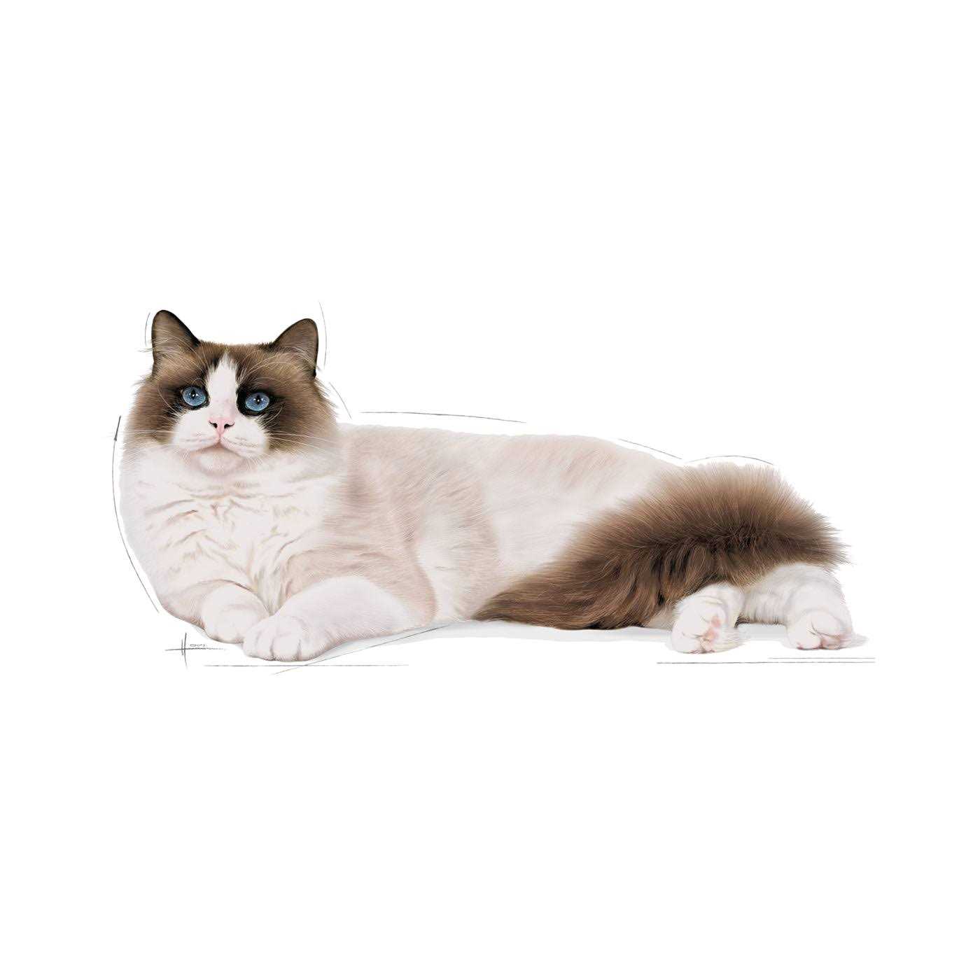Royal Canin Ragdoll Adult Cat Food
