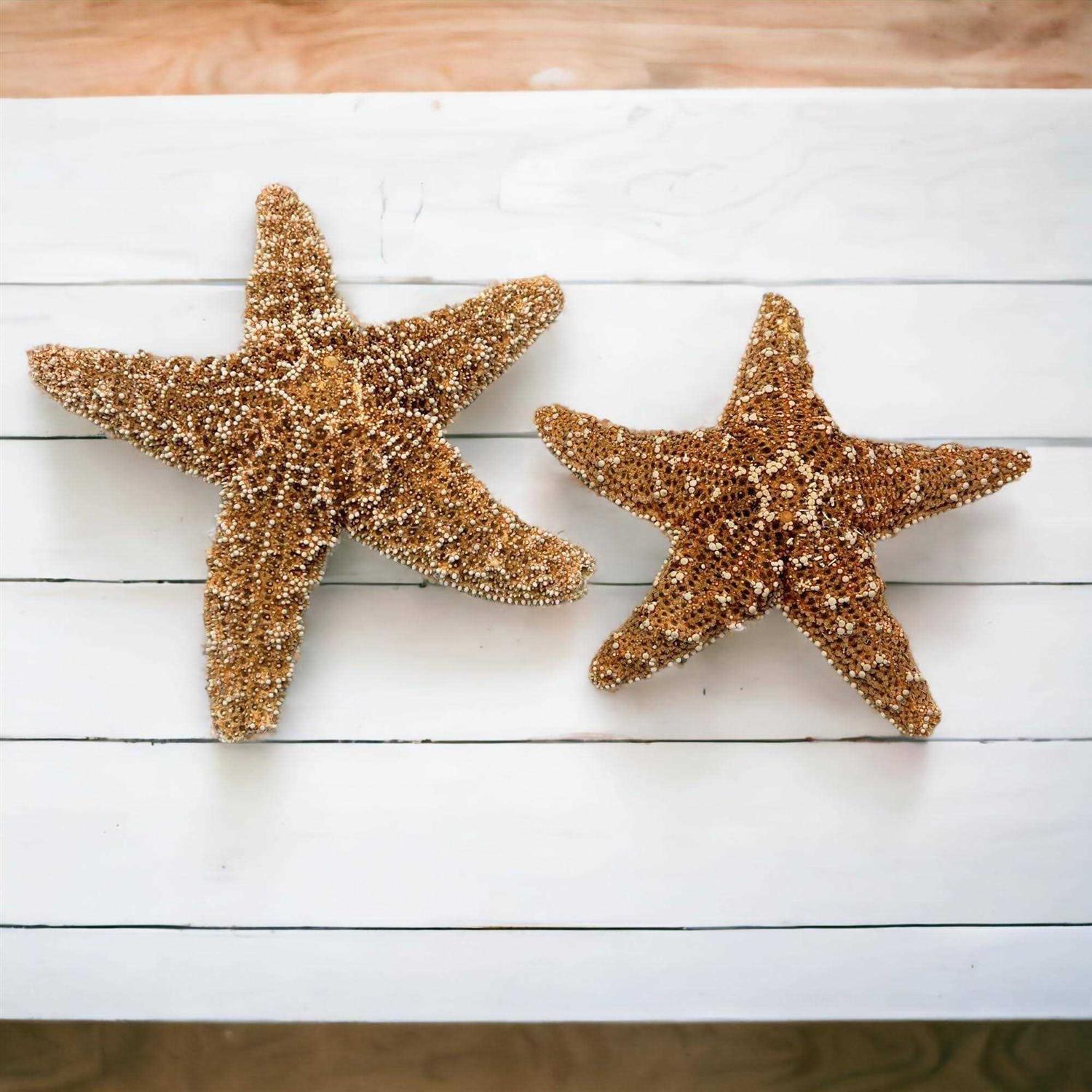 Tumbler Home Sugar Starfish 4 6 inch Large Starfish Sea Star Starfish Decor