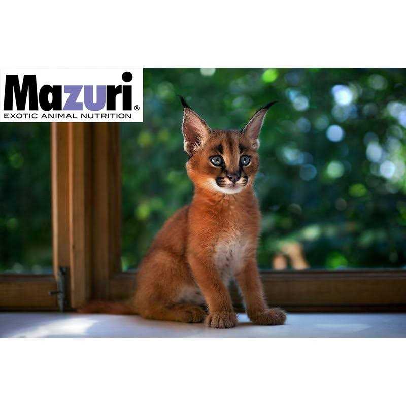 Mazuri Exotic Feline Diet