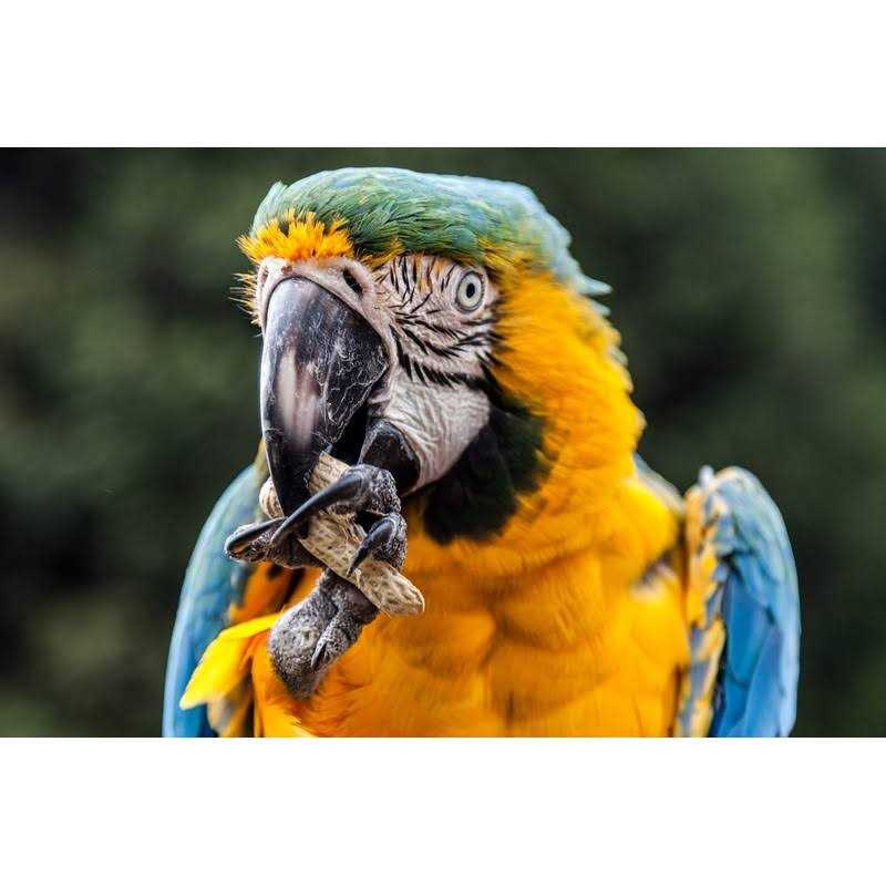 WAKEFIELD PEANUT COMPANY A TRADITION OF EXCELLENCE SINCE 1965 Wakefield Extra Large Virginia Peanuts for Animals