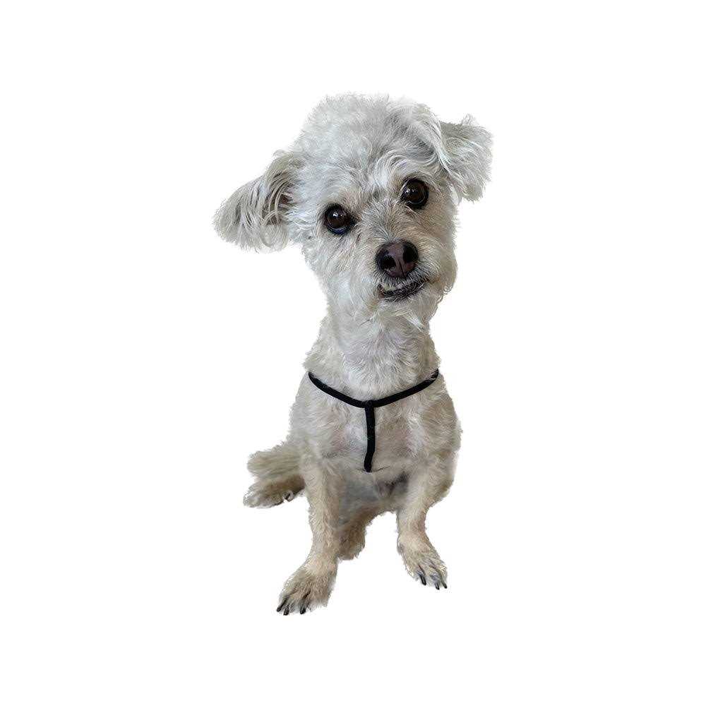 EZ Step-In Harness for Small Pets