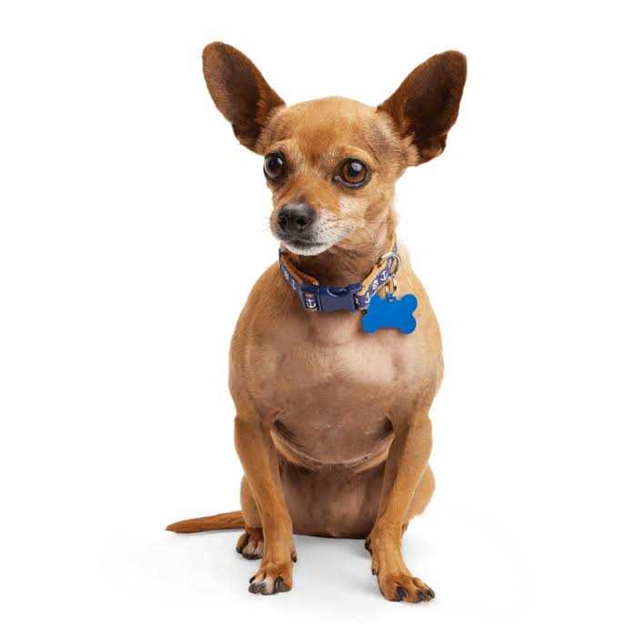 Youly Anchor Dog Collar