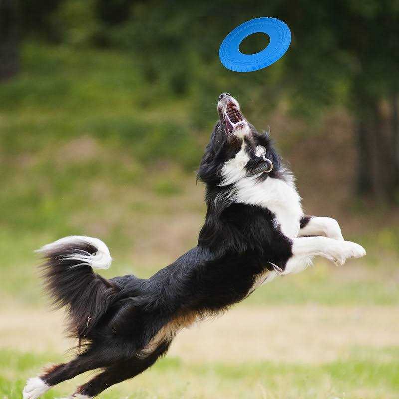 Nerf Dog Flyer Tire Dog Toy