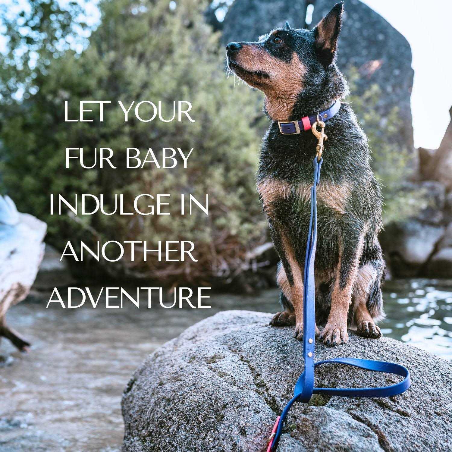 Pawfurever’s Waterproof & Odorless Dog Collar