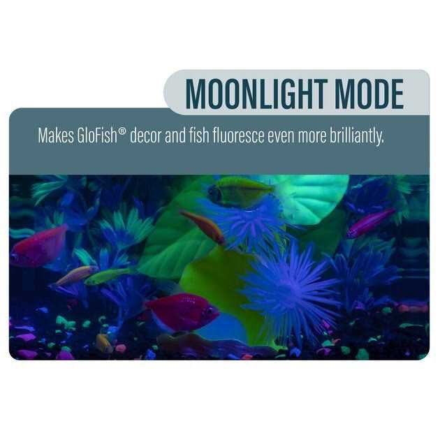 GloFish Betta Fish Aquarium Kit