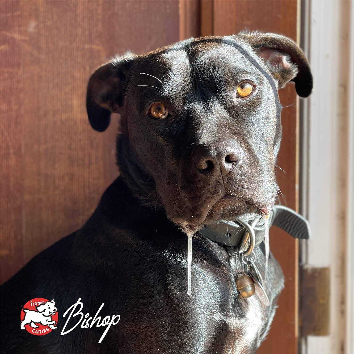 Fromm Adult Ancient Gold Dog Dry Food