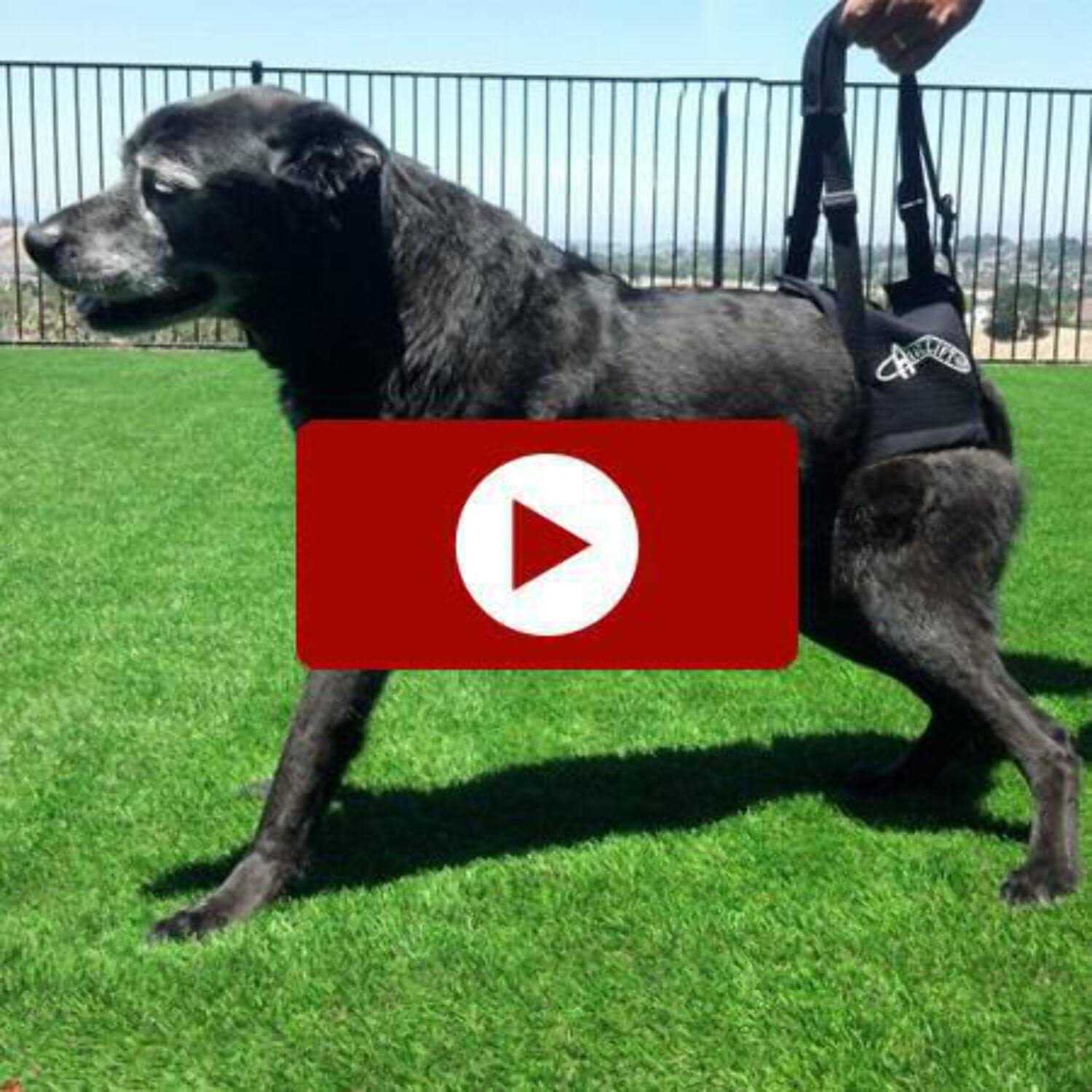 Walkabout Airlift One Support Harness