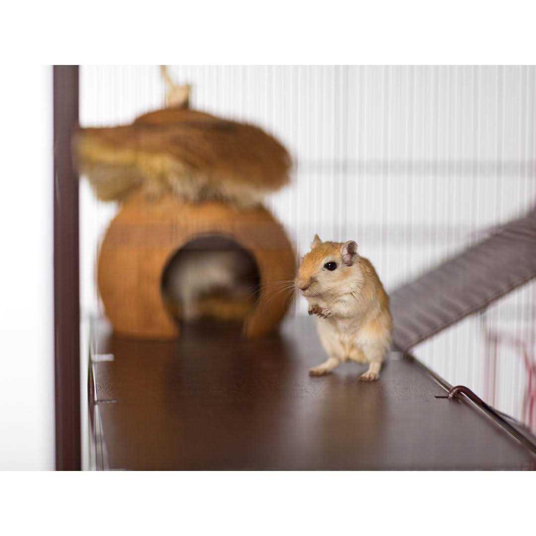Prevue Rat & Chinchilla Cage