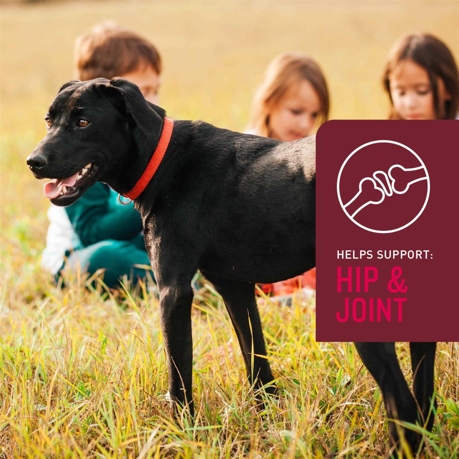 Sergeants VetIQ 5-in-One Multi-Benefit Soft Chews for Dogs