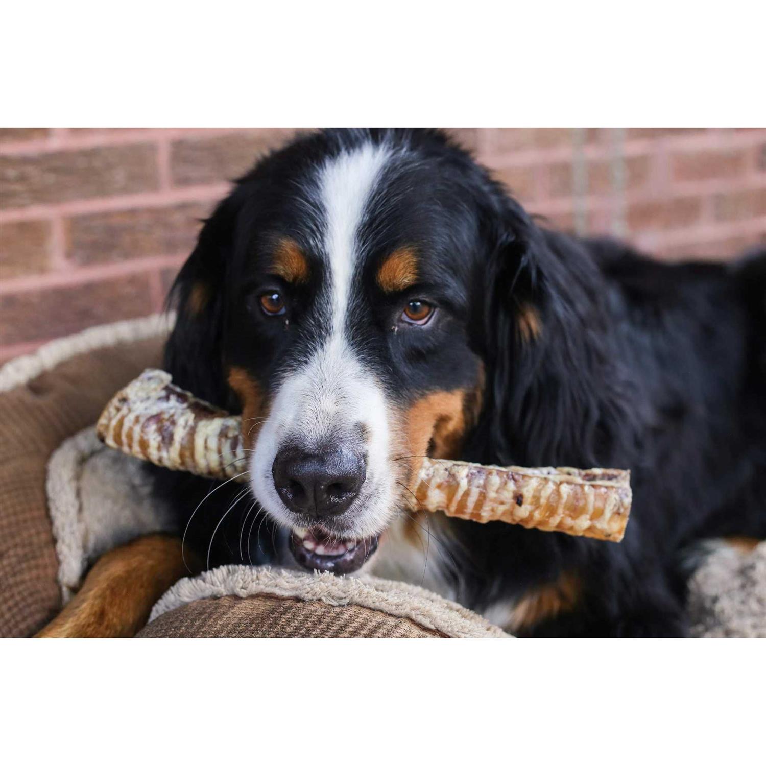 Top Dog Chews 12 Beef Trachea Dog Treats