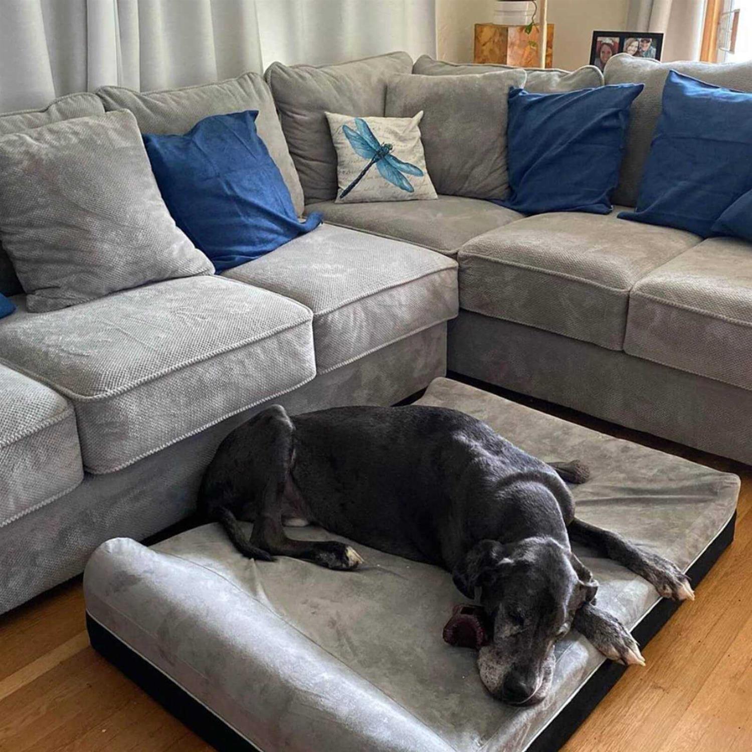 Laifug Large Dog Bed Orthopedic Memory Foam