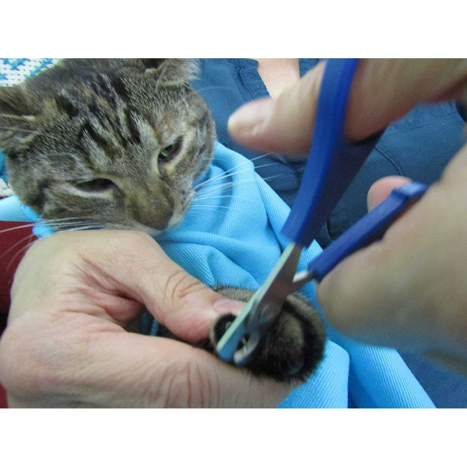 Cat-in-the-Bag Cozy Comfort Carrier